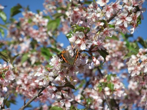 ヒマラヤの桜